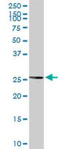 BAG1 Antibody in Western Blot (WB)