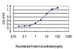 BAG1 Antibody in ELISA (ELISA)