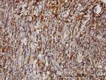 BAG1 Antibody in Immunohistochemistry (Paraffin) (IHC (P))