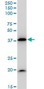 BAG1 Antibody in Western Blot (WB)