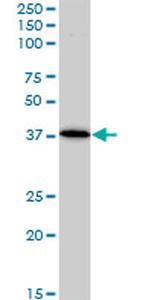 BAG1 Antibody in Western Blot (WB)