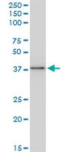 BAG1 Antibody in Western Blot (WB)