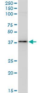 BAG1 Antibody in Western Blot (WB)