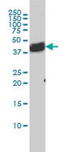 BAG1 Antibody in Western Blot (WB)