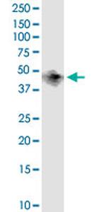 BCAT1 Antibody in Western Blot (WB)