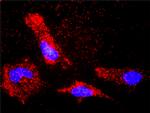 BCL2L1 Antibody in Proximity Ligation Assay (PLA) (PLA)