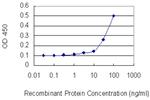 BCL2L2 Antibody in ELISA (ELISA)