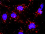 BID Antibody in Proximity Ligation Assay (PLA) (PLA)