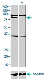 PRDM1 Antibody in Western Blot (WB)