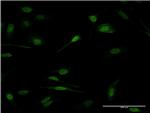 PRDM1 Antibody in Immunocytochemistry (ICC/IF)