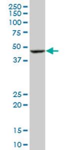 BLMH Antibody in Western Blot (WB)