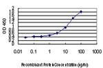 BLVRB Antibody in ELISA (ELISA)