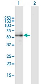 BMP2 Antibody in Western Blot (WB)