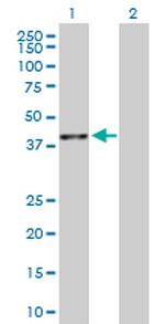 BMP2 Antibody in Western Blot (WB)