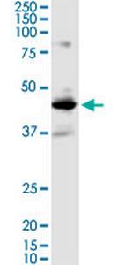 BMP2 Antibody in Western Blot (WB)