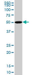 BMP5 Antibody in Western Blot (WB)