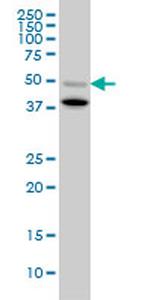 BMP7 Antibody in Western Blot (WB)