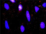 BTC Antibody in Proximity Ligation Assay (PLA) (PLA)