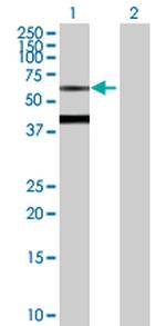 BTD Antibody in Western Blot (WB)