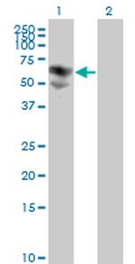 BTD Antibody in Western Blot (WB)