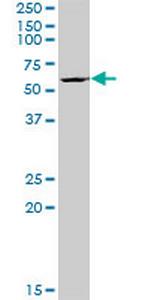 BYSL Antibody in Western Blot (WB)