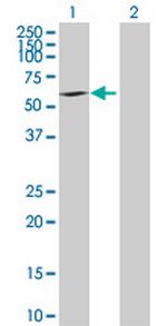 BYSL Antibody in Western Blot (WB)