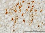 SERPING1 Antibody in Immunohistochemistry (Paraffin) (IHC (P))