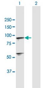 C1R Antibody in Western Blot (WB)