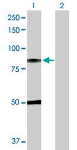 C1R Antibody in Western Blot (WB)