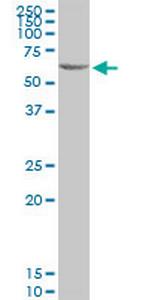 C3AR1 Antibody in Western Blot (WB)