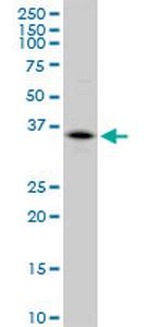 CA4 Antibody in Western Blot (WB)