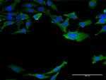 CALM3 Antibody in Immunocytochemistry (ICC/IF)