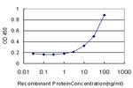 CAMK2A Antibody in ELISA (ELISA)