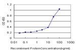 CAMK2A Antibody in ELISA (ELISA)