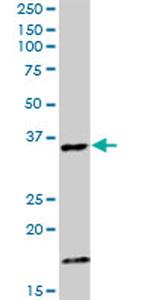 CAMLG Antibody in Western Blot (WB)