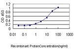 CAPG Antibody in ELISA (ELISA)