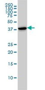 CAPG Antibody in Western Blot (WB)