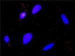 CAPN1 Antibody in Proximity Ligation Assay (PLA) (PLA)