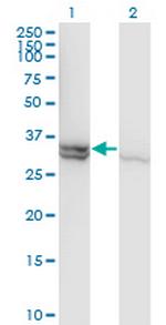 CASP1 Antibody in Western Blot (WB)