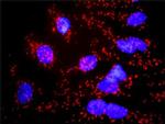 CASP3 Antibody in Proximity Ligation Assay (PLA) (PLA)