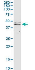 CASP9 Antibody in Western Blot (WB)