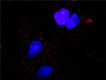 CASP9 Antibody in Proximity Ligation Assay (PLA) (PLA)