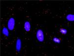 CASP9 Antibody in Proximity Ligation Assay (PLA) (PLA)