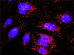 CASP10 Antibody in Proximity Ligation Assay (PLA) (PLA)