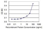 CASQ1 Antibody in ELISA (ELISA)