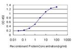 RUNX2 Antibody in ELISA (ELISA)