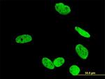 RUNX2 Antibody in Immunocytochemistry (ICC/IF)