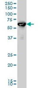 RUNX2 Antibody in Western Blot (WB)