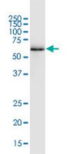 RUNX2 Antibody in Western Blot (WB)