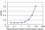 RUNX2 Antibody in ELISA (ELISA)